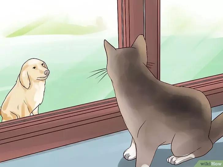 领养的新猫到家后的正确流程,怎么把新猫带回家