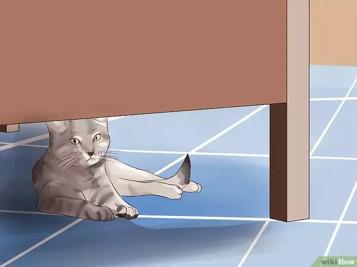 领养的新猫到家后的正确流程,怎么把新猫带回家