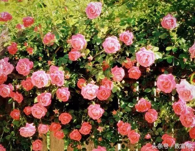 沙漠种植的玫瑰花,种花但不摘花