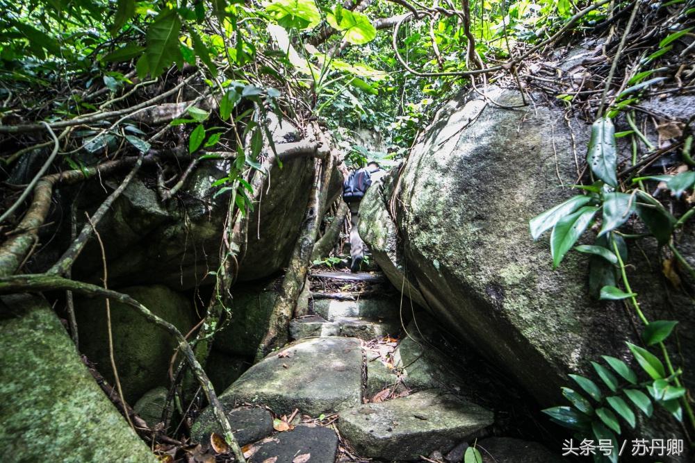 亚马逊热带雨林真实食人花,亚马逊雨林食人花
