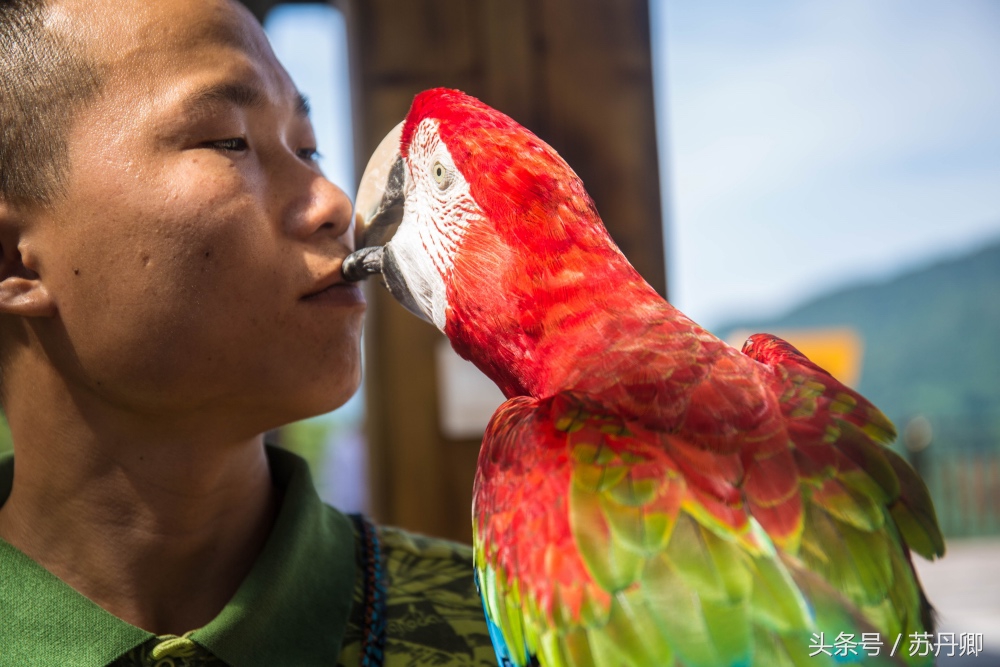亚马逊热带雨林真实食人花,亚马逊雨林食人花