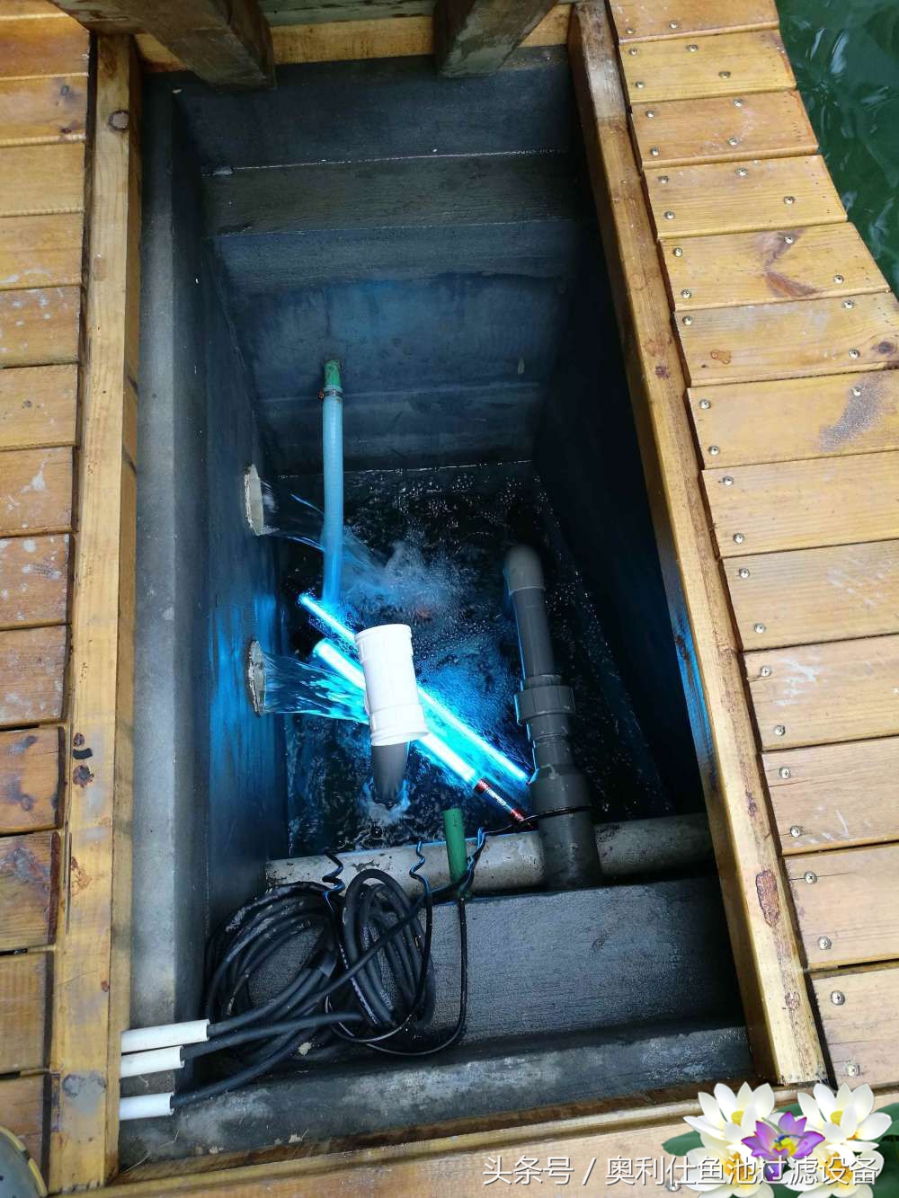 10吨小鱼池的完美养成记