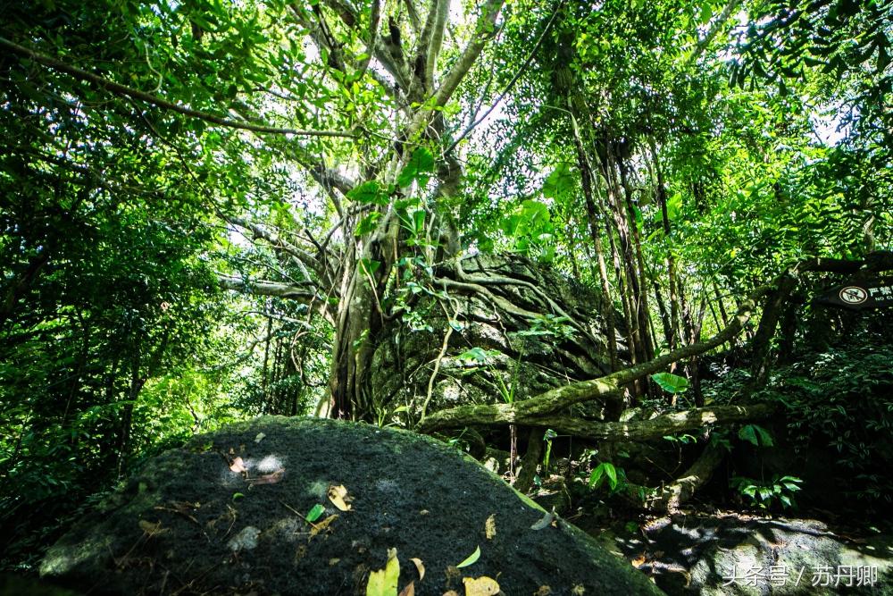 亚马逊热带雨林真实食人花,亚马逊雨林食人花