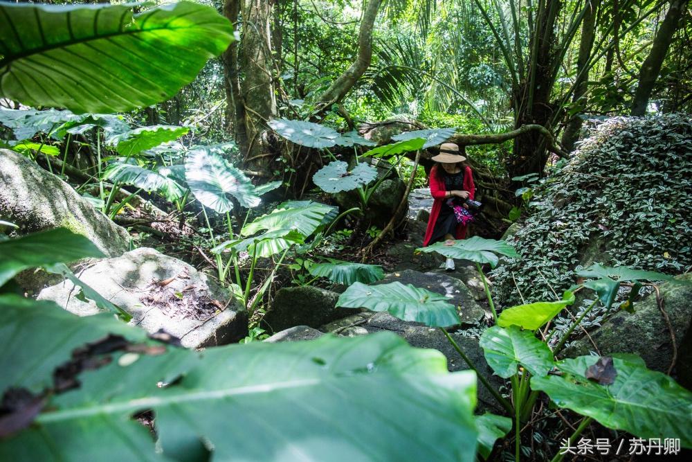 亚马逊热带雨林真实食人花,亚马逊雨林食人花