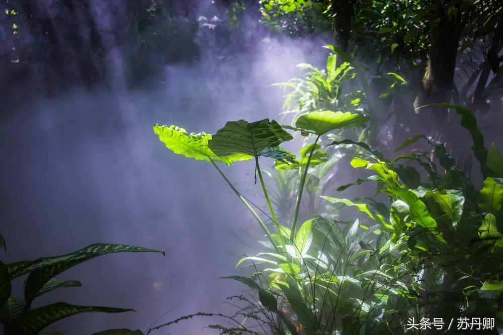 亚马逊热带雨林真实食人花,亚马逊雨林食人花