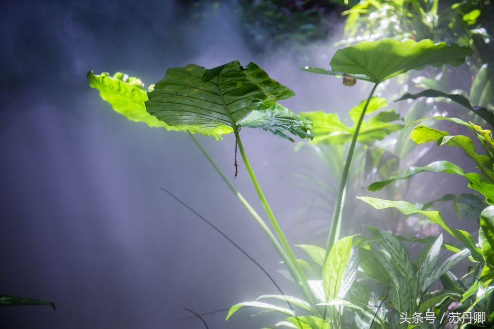 亚马逊热带雨林真实食人花,亚马逊雨林食人花