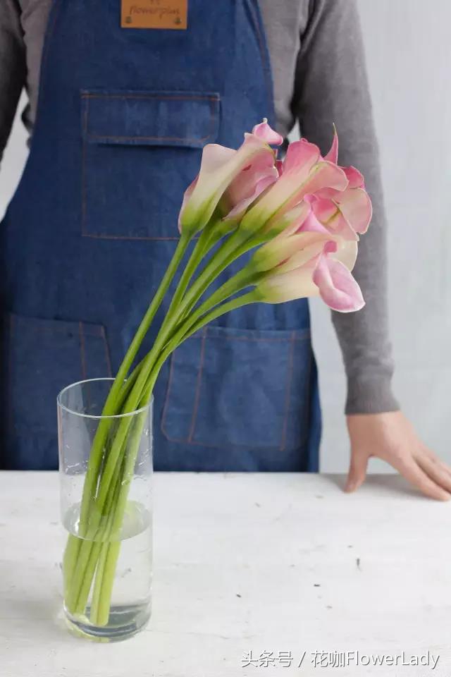 马蹄莲的正确养护方式,怎样才能养护好漂亮雅致的马蹄莲