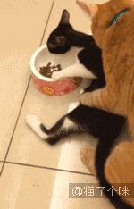 半夜醒来看到二哈放大的脸,女主一觉起来发现二哈变成了秃头