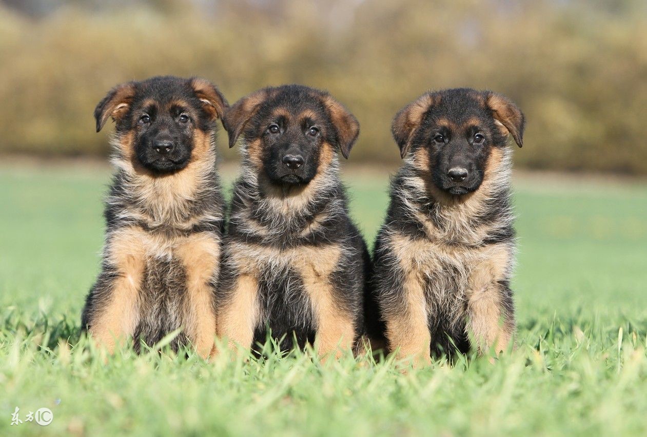 关于德牧的4个冷知识,关于德牧的那些事