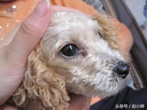 狗狗身上有臭味是什么原因引起,狗狗身上老是有难闻的气味咋办