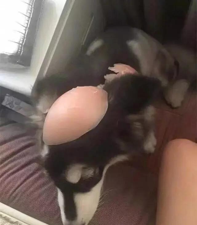 半夜醒来看到二哈放大的脸,女主一觉起来发现二哈变成了秃头