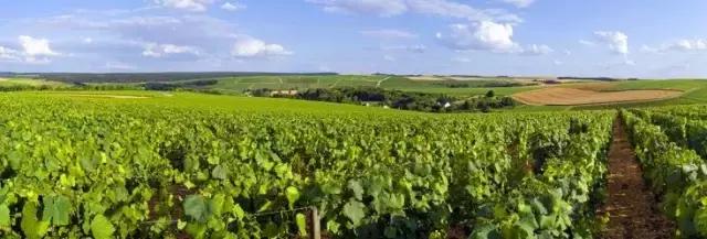 朱卫东葡萄酒品种,葡萄酒的酿造和品鉴心得体会