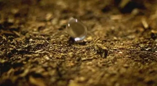 朱卫东葡萄酒品种,葡萄酒的酿造和品鉴心得体会