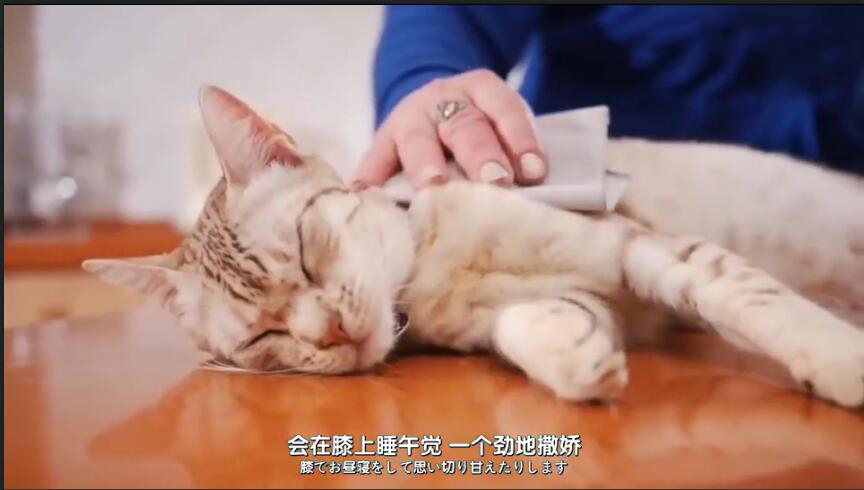 中国最贵的十种宠物猫,最贵的宠物猫有哪些