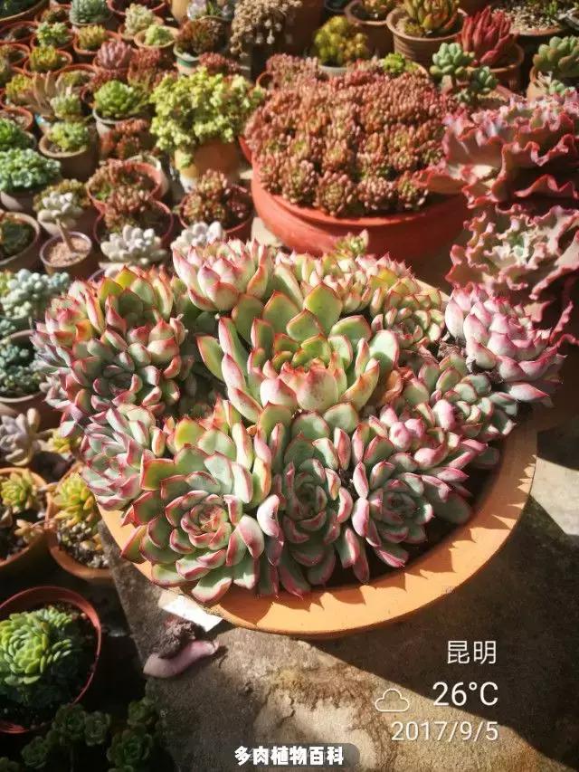 夕阳西下，养多肉的人没有在天涯，在家！