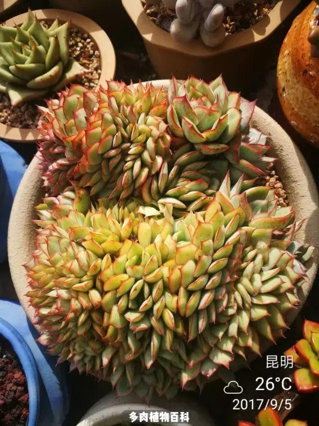 夕阳西下，养多肉的人没有在天涯，在家！