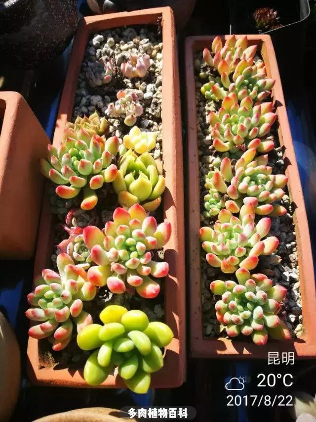 夕阳西下，养多肉的人没有在天涯，在家！