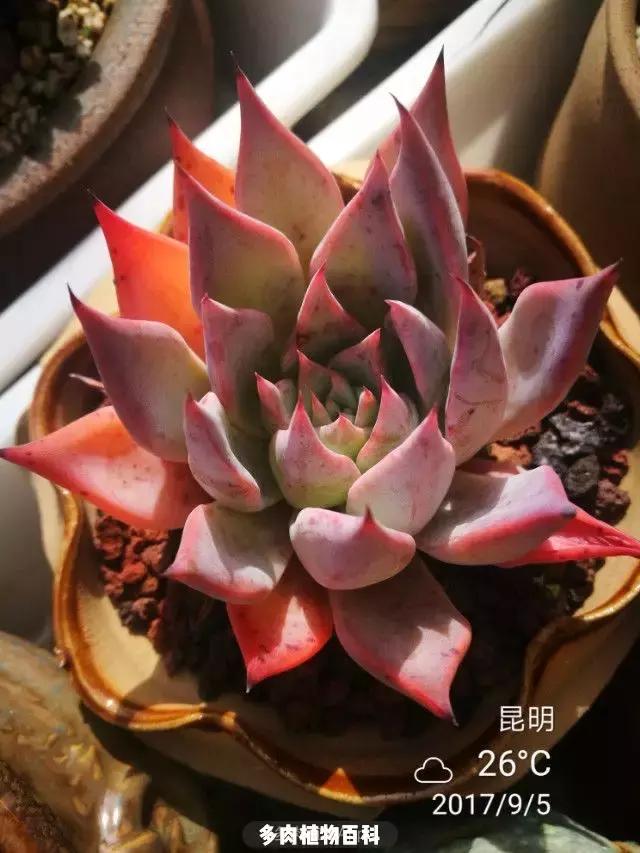 夕阳西下，养多肉的人没有在天涯，在家！