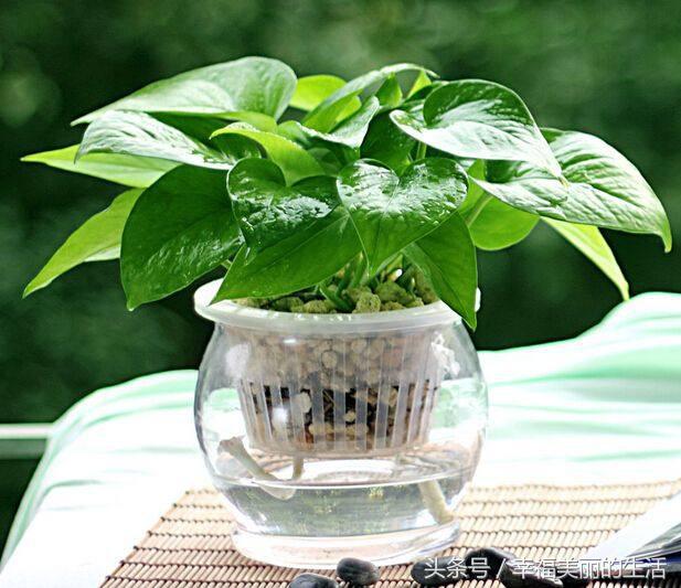 水培绿萝多少天换一次水,水培绿萝转土培绿萝黄叶怎么办