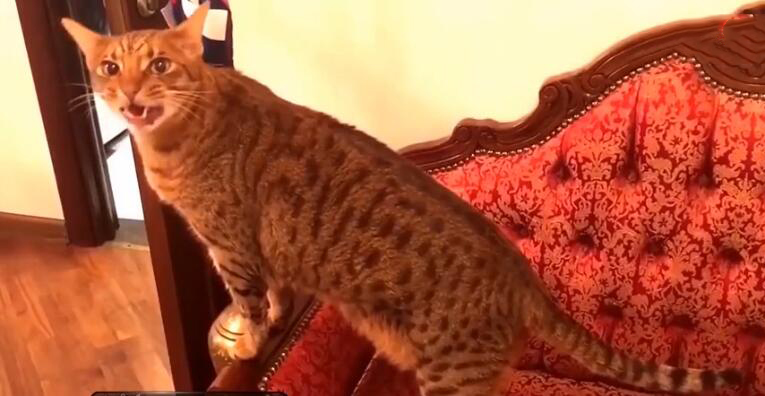 中国最贵的十种宠物猫,最贵的宠物猫有哪些