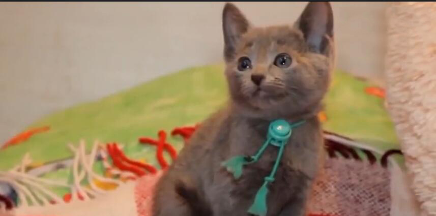 中国最贵的十种宠物猫,最贵的宠物猫有哪些