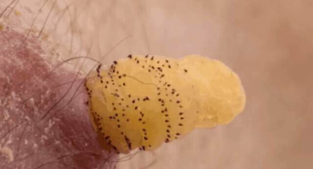 世界泰坦昆虫,可怕昆虫介绍