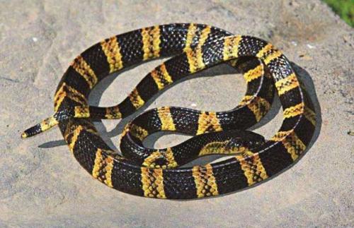 最毒的蛇怕什么,最毒的毒蛇银环蛇