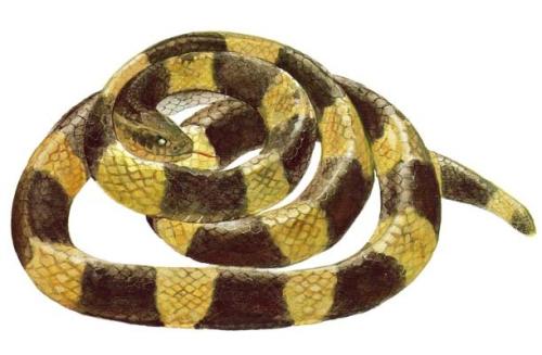 最毒的蛇怕什么,最毒的毒蛇银环蛇