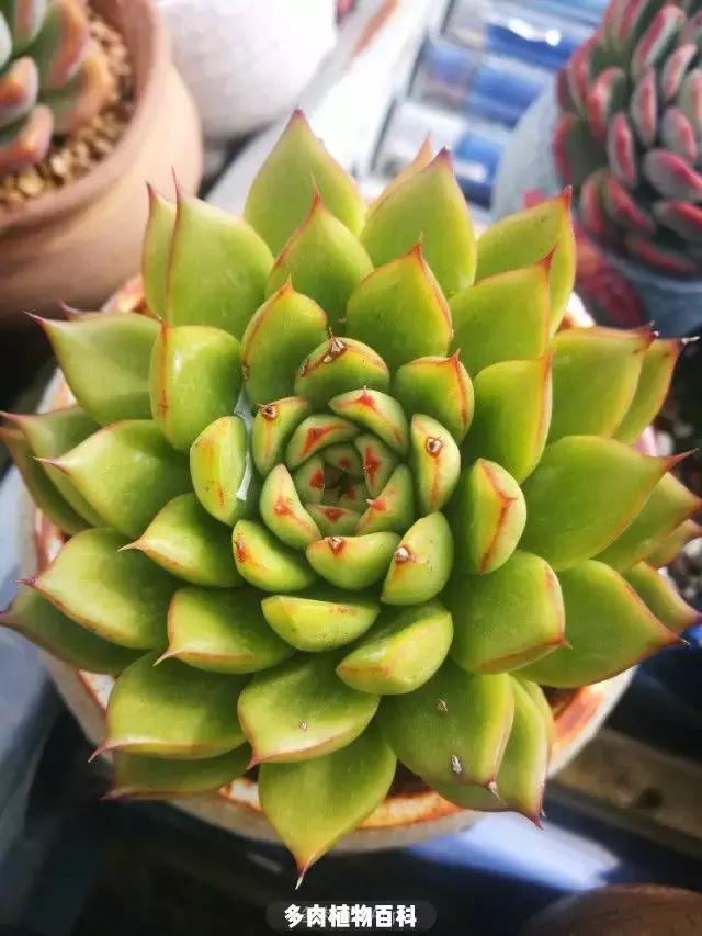 夕阳西下，养多肉的人没有在天涯，在家！