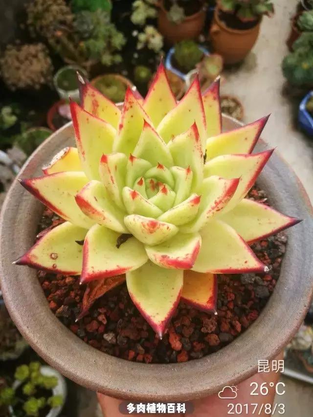 夕阳西下，养多肉的人没有在天涯，在家！