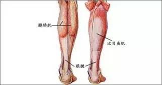 羽毛球脚步移动技巧教案,羽毛球踝关节的重要性