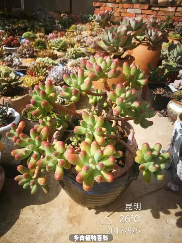 夕阳西下，养多肉的人没有在天涯，在家！