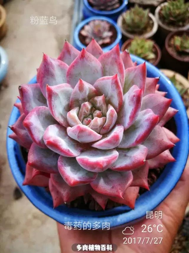 夕阳西下，养多肉的人没有在天涯，在家！