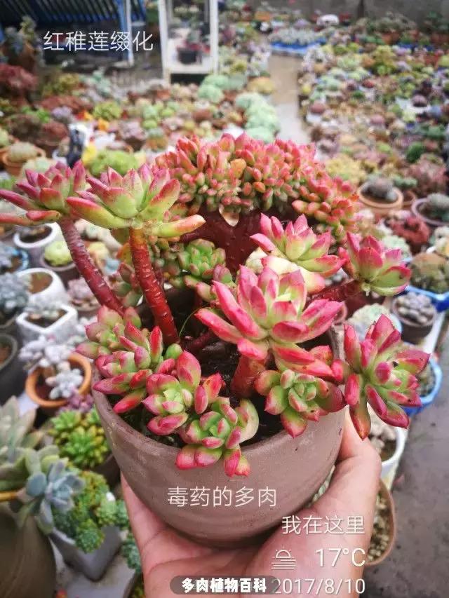 夕阳西下，养多肉的人没有在天涯，在家！