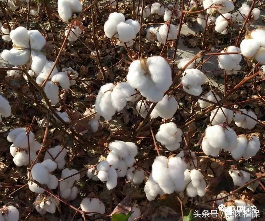 乙烯利催熟剂西瓜专用,乙烯利催熟棉花温度