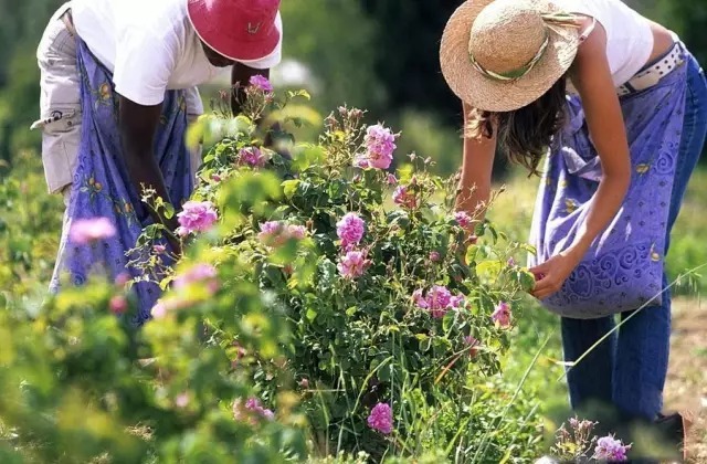 法国香水小镇在哪里,法国原装进口香水香奈儿