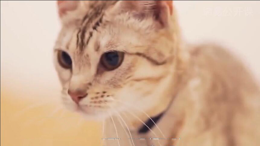 中国最贵的十种宠物猫,最贵的宠物猫有哪些