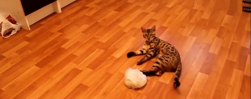 中国最贵的十种宠物猫,最贵的宠物猫有哪些