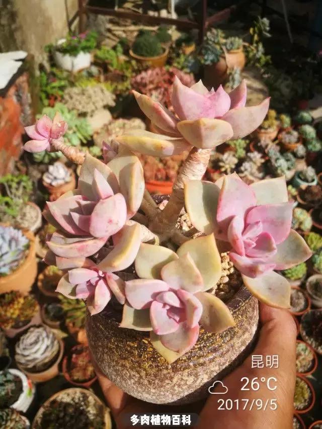 夕阳西下，养多肉的人没有在天涯，在家！