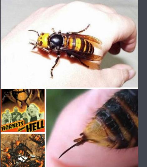 世界泰坦昆虫,可怕昆虫介绍