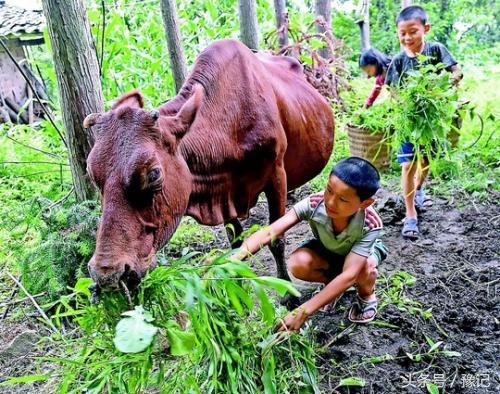 不会掂镰割草，你就算不上地道的河南农村娃