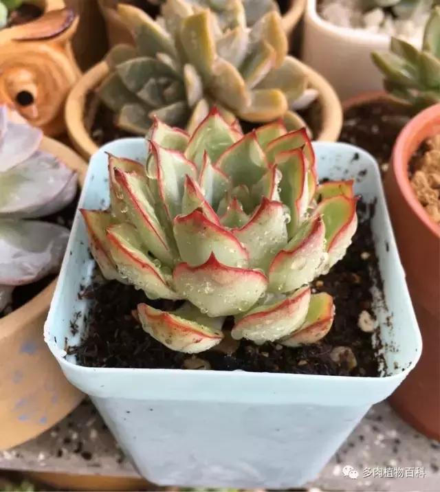 11岁小肉友的投稿：当多肉遇见盛夏的那场雨