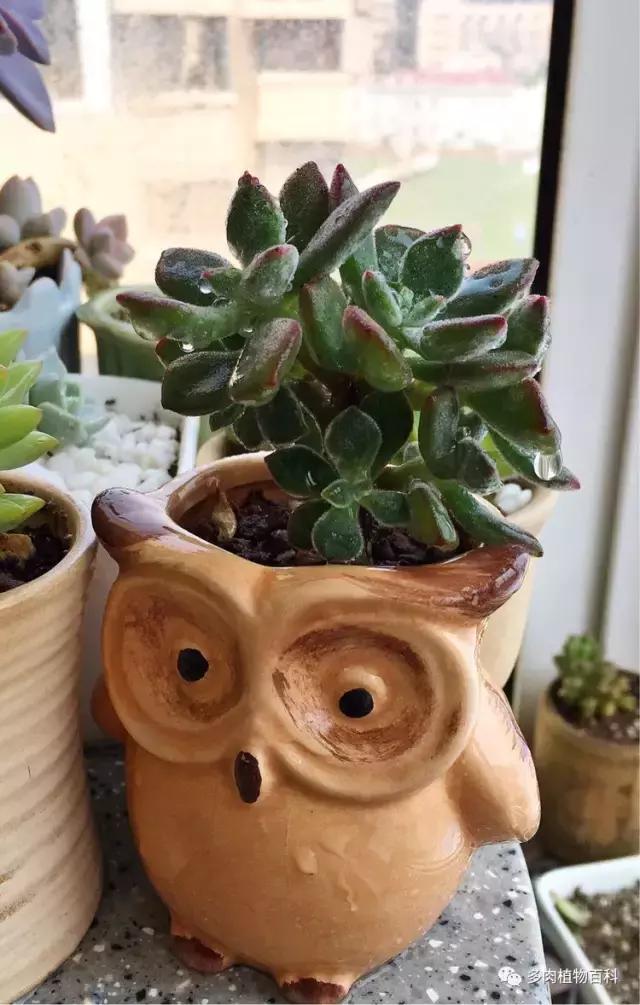 11岁小肉友的投稿：当多肉遇见盛夏的那场雨