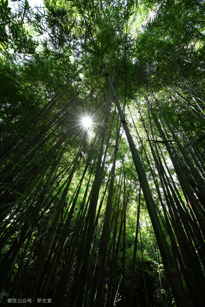热带雨林里的美食，来这里吃的全是特色！