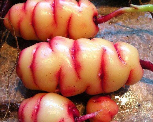 新西兰奇异果是几月的水果,新西兰奇异果大全