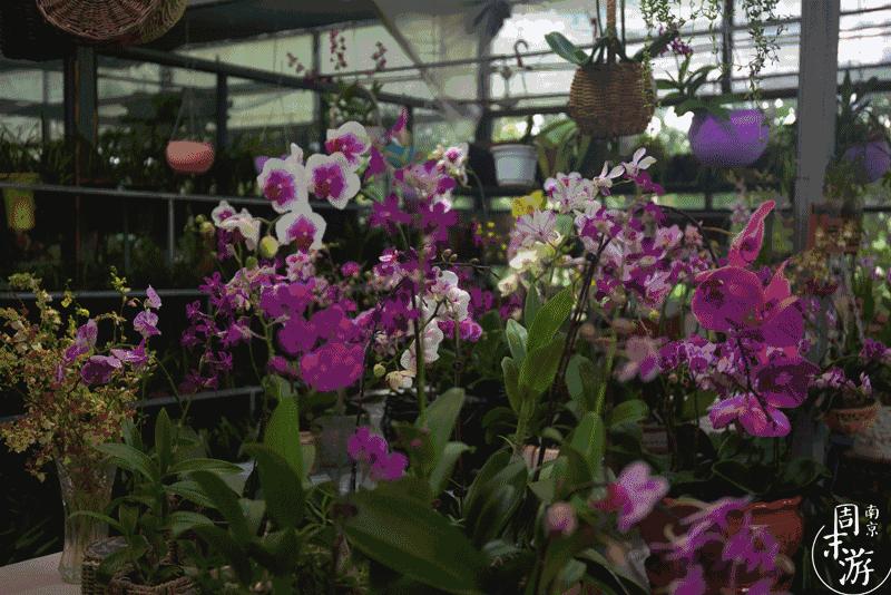 逛花鸟鱼虫市场的视频,逛各种花鸟市场