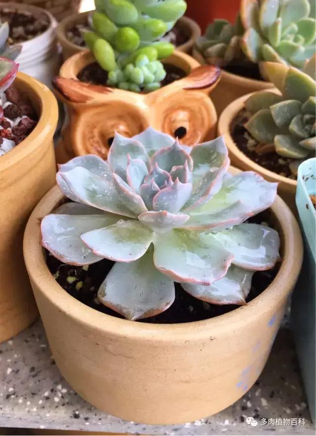 11岁小肉友的投稿：当多肉遇见盛夏的那场雨