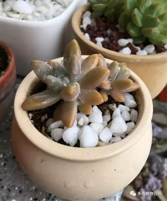 11岁小肉友的投稿：当多肉遇见盛夏的那场雨