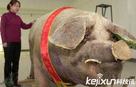 12生肖中牛是大属相还是小属相,在12生肖中哪个属相是最好的