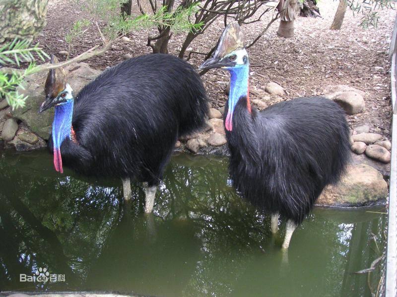 12生肖中牛是大属相还是小属相,在12生肖中哪个属相是最好的